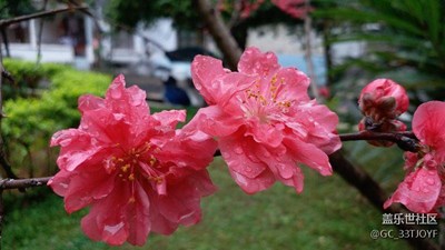 雨后桃花