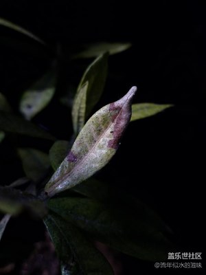 葉