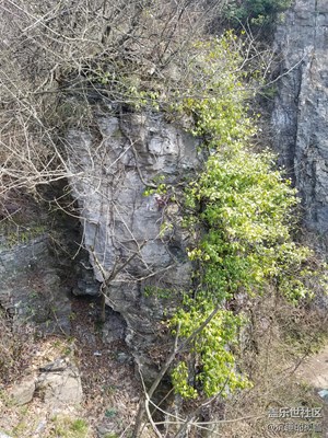 絕壁上的植物，很堅(jiān)強(qiáng)