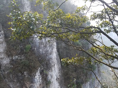 玉樹臨風(fēng)，傲立懸崖