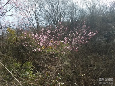 櫻桃花