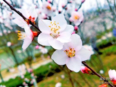 春暖花開(kāi)