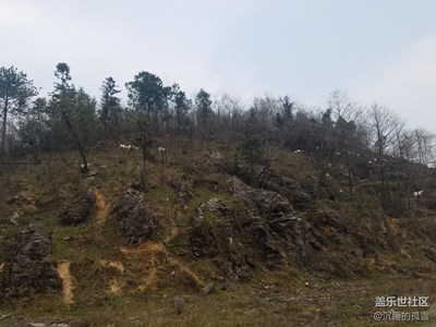 如今的大山已經(jīng)是羊羊們的天地