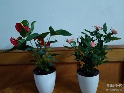 紅掌