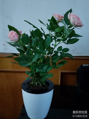 網(wǎng)購(gòu)的玫瑰花，就是不經(jīng)養(yǎng)，都有點(diǎn)枯葉了