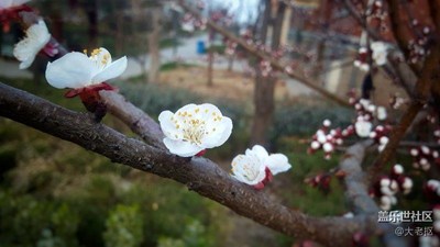 桃花開
