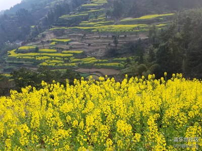 油菜花開
