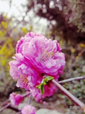 小花2