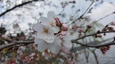 花兒來(lái)了