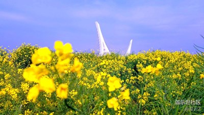它長(zhǎng)在冬季  開(kāi)在春天