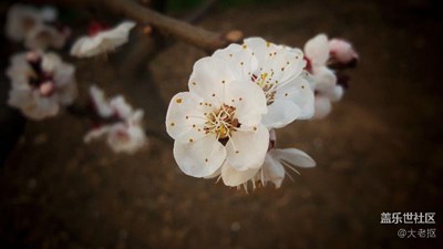 畫的的世界里有花