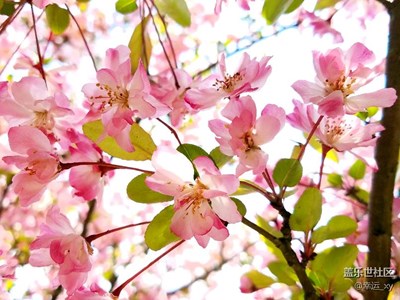 海棠花依舊
