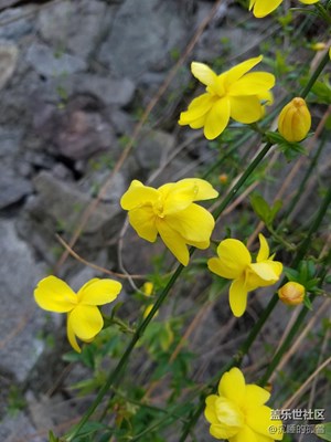 迎春花兒開