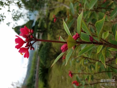 小花挺漂亮