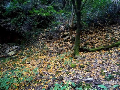 深山大樹(shù)自成林