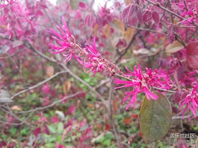 小紅花