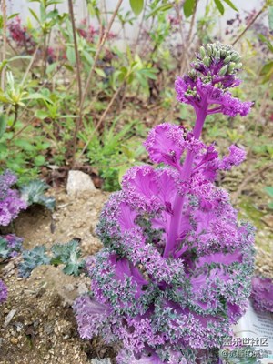 菜花？