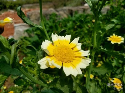 菜花