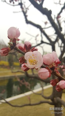 花兒