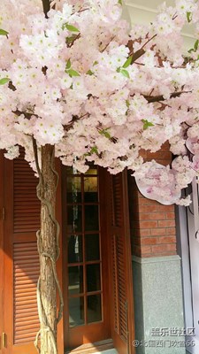 櫻花季