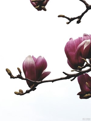 春暖花開