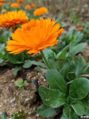 雛菊