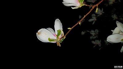 高潔嫵媚的夜色玉蘭花