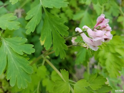 微距對(duì)焦效果，一個(gè)字：差