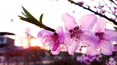 笑春風(fēng)
