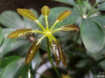 鵝掌柴