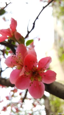 再來點(diǎn)花朵特寫