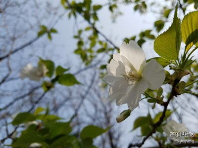 今天休息在公園散步隨手拍點(diǎn)照片