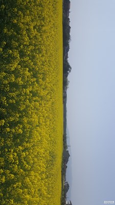 陽(yáng)春三月，春暖花開(kāi)花落
