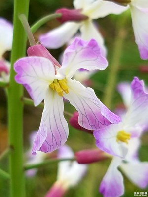 花季