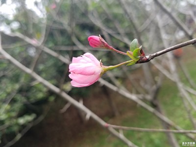 海棠？