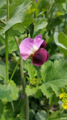 大家熟悉這花嗎？