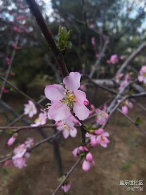 桃花盛開(kāi)的地方