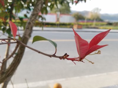 葉