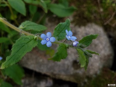 小花一組