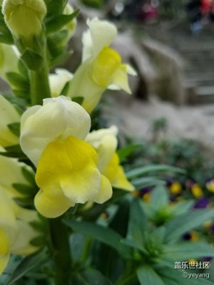 花都開(kāi)了