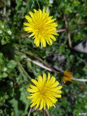 苦菜花