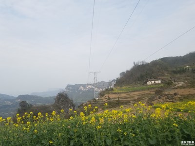 油菜花開
