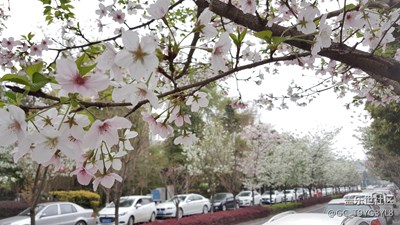 路+成都+開滿櫻花的小路