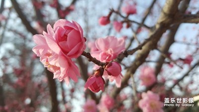 春天來了。美美的。桃花