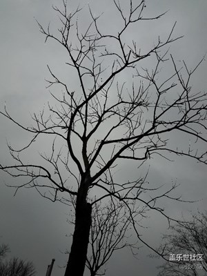 Echo