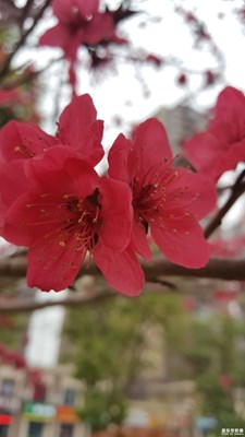 紅花綠葉