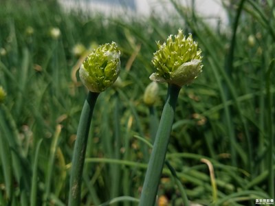 蔥花小菜