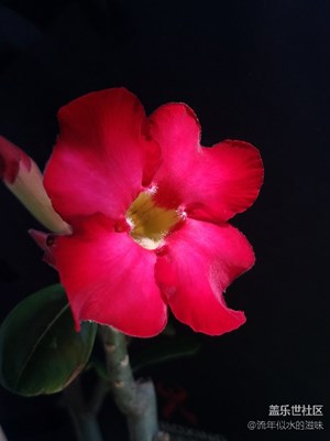 花開四月