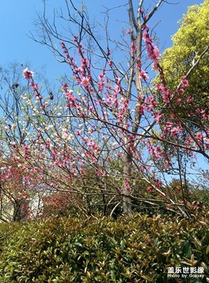 桃花朵朵開(kāi)