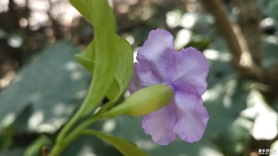 花花世界——鴛鴦茉莉
